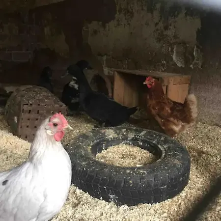 Niiralan Tila : Starlite Farma