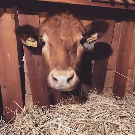 Farm stay Niiralan Tila : Starlite *