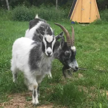 Farm stay Niiralan Tila : Starlite Laitila