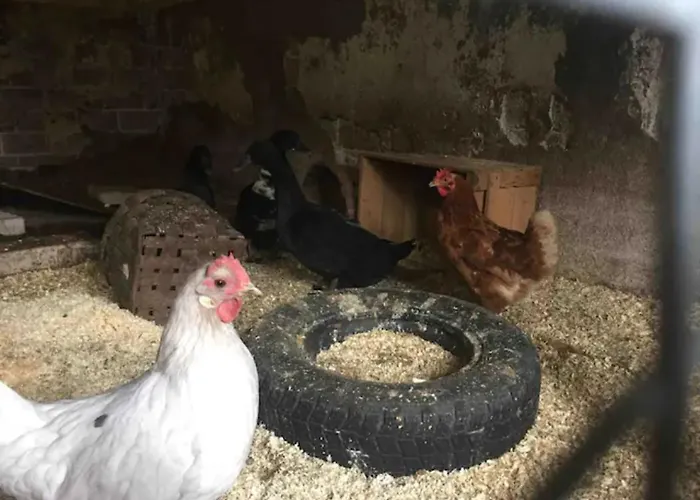 Niiralan Tila : Starlite Gospodarstwo agroturystyczne