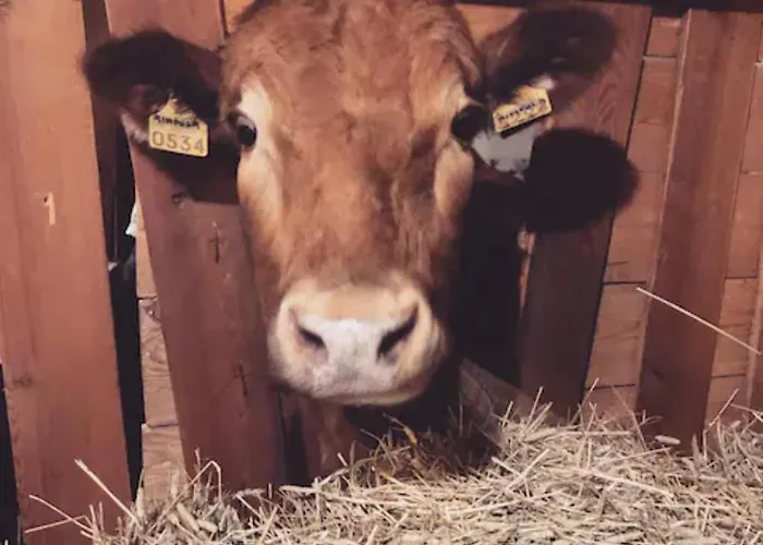 Gospodarstwo agroturystyczne Niiralan Tila : Starlite *