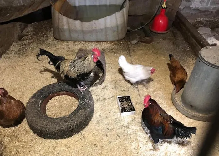 Niiralan Tila : Starlite