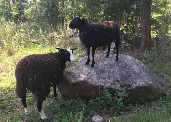 Gospodarstwo agroturystyczne Niiralan Tila : Starlite *