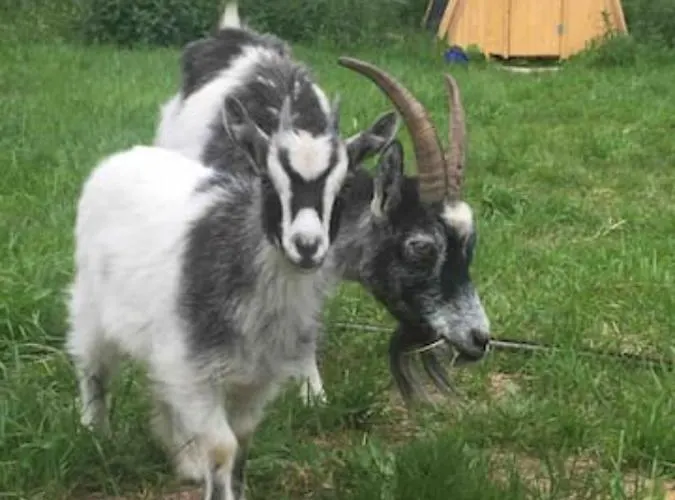 Gospodarstwo agroturystyczne Niiralan Tila : Starlite Laitila